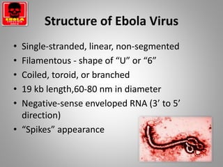Structure of Ebola Virus
• Single-stranded, linear, non-segmented
• Filamentous - shape of “U” or “6”
• Coiled, toroid, or branched
• 19 kb length,60-80 nm in diameter
• Negative-sense enveloped RNA (3’ to 5’
direction)
• “Spikes” appearance
 