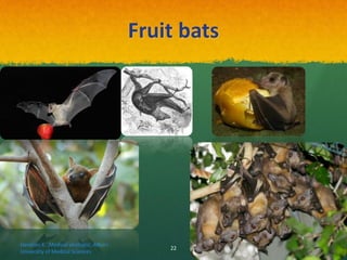 Fruit bats
Haratian K. ,Medical virologist, Alborz
University of Medical Sciences
22
 