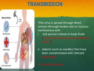 TRANSMISSION
•The virus is spread through direct
contact (through broken skin or mucous
membranes) with
i. sick person's blood or body fluids
(urine, saliva, feces, vomit, sweat and
semen)
ii. objects (such as needles) that have
been contaminated with infected
body fluids.
iii. Infected animals.
 