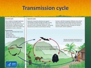 Transmission cycle
Haratian K. ,Medical virologist, Alborz
University of Medical Sciences
37
 