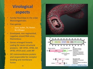 Virological
aspects
• Family Filoviridae in the order
Mononegavirales
• Five species
• Zaire, Sudan, Taï, Reston,
Bundibugyo
• Enveloped, non-segmented,
negative-strand RNA virus,
filamentous
• Genes arranged linearly
coding for seven structural
proteins - NP, VP35, VP40, GP,
VP30, VP24 and L with NP
• GP, transmembrane protein
and responsible for receptor
binding and membrane
fusion
Haratian K. ,Medical virologist, Alborz
University of Medical Sciences
39
 