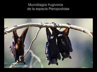 Murciélagos frugívoros
de la especie Pteropodidae