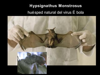 Hypsignathus Monstrosus
huésped natural del virus É bola