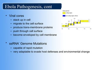 Ebola Pathogenesis, cont 
• Viral cores 
– stack up in cell 
– migrate to the cell surface 
– produce trans-membrane proteins 
– push through cell surface 
– become enveloped by cell membrane 
• ssRNA- Genome Mutations 
– capable of rapid mutation 
– very adaptable to evade host defenses and environmental change 
 