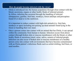 • How do people become infected with the virus? 
• Ebola is introduced into the human population through close contact with the 
blood, secretions, organs or other bodily fluids of infected animals. 
In Africa, infection has occurred through the handling of infected 
chimpanzees, gorillas, fruit bats, monkeys, forest antelope and porcupines 
found ill or dead or in the rainforest. 
It is important to reduce contact with high-risk animals (i.e. fruit bats, 
monkeys or apes) including not picking up dead animals found lying in the 
forest or handling their raw meat. 
• Once a person comes into contact with an animal that has Ebola, it can spread 
within the community from human to human. Infection occurs from direct 
contact (through broken skin or mucous membranes) with the blood, or other 
bodily fluids or secretions (stool, urine, saliva, semen) of infected people. 
Infection can also occur if broken skin or mucous membranes of a healthy 
person come into contact with environments that have become contaminated 
with an Ebola patient’s infectious fluids such as soiled clothing, bed linen, or 
used needles. 
 