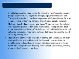 • Multiplies rapidly: Once inside the body, the virus’s genetic material 
(single-stranded RNA) begins to multiply rapidly into the host cell. 
The genetic material is translated to produce viral proteins that form an 
outer covering of the viral particles protecting its genetic material. 
• Releases hundreds of viruses at a time: Within no time, the infected 
cells becomes packed with blocks or crystals of viral particles. They 
move towards the cell wall of the infected cell and finally burst the cell 
releasing hundreds of new viral particles that travel through the blood, 
attacking healthy cells. 
• Destabilises the vascular system: When the new virions are on their 
way outside the infected host cell, the host cell detaches from its 
neighbouring cell and loses it contact with the membrane it is rested 
upon. The viral particles ultimately leave the cell destabilised, causing 
massive blood loss or hemorrhage. 
 