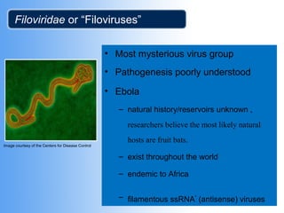 Filoviridae or “Filoviruses” 
• Most mysterious virus group 
• Pathogenesis poorly understood 
• Ebola 
– natural history/reservoirs unknown , 
researchers believe the most likely natural 
hosts are fruit bats. 
– exist throughout the world 
– endemic to Africa 
– filamentous ssRNA- (antisense) viruses 
Image courtesy of the Centers for Disease Control 
 