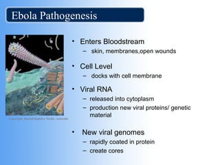 Ebola Pathogenesis 
• Enters Bloodstream 
– skin, membranes,open wounds 
• Cell Level 
– docks with cell membrane 
• Viral RNA 
– released into cytoplasm 
– production new viral proteins/ genetic 
material 
• New viral genomes 
– rapidly coated in protein 
– create cores 
Copyright: Russell Kightley Media, Australia 
 