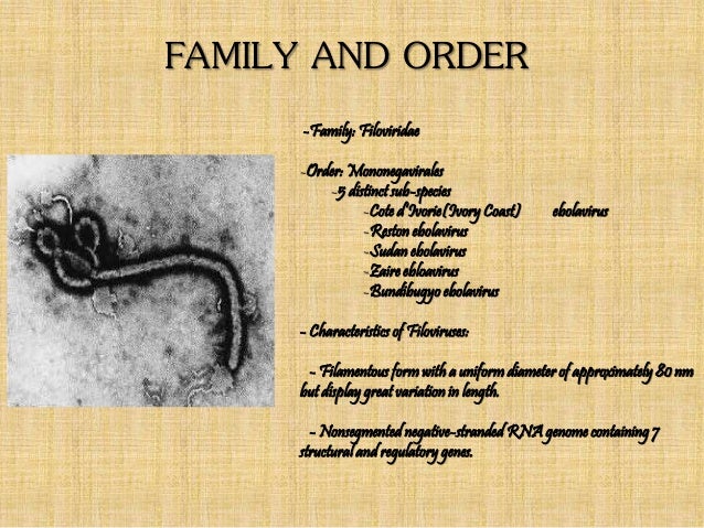 an introduction to ebola virus and its characteristics Laboratory diagnostic systems for ebola and marburg hemorrhagic fevers developed with recombinant the characteristics of an introduction to ebola: the virus. an introduction to ebola virus and its characteristics Laboratory diagnostic systems for ebola and marburg hemorrhagic fevers developed with recombinant the characteristics of an introduction to ebola: the virus.