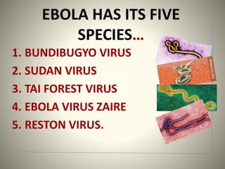 EBOLA HAS ITS FIVE
SPECIES…
1. BUNDIBUGYO VIRUS
2. SUDAN VIRUS
3. TAI FOREST VIRUS
4. EBOLA VIRUS ZAIRE
5. RESTON VIRUS.
 