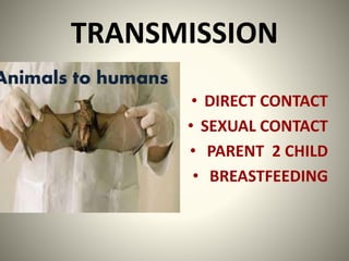 TRANSMISSION
• DIRECT CONTACT
• SEXUAL CONTACT
• PARENT 2 CHILD
• BREASTFEEDING
Animals to humans
 