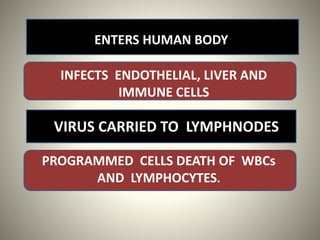ENTERS HUMAN BODY
INFECTS ENDOTHELIAL, LIVER AND
IMMUNE CELLS
VIRUS CARRIED TO LYMPHNODES
PROGRAMMED CELLS DEATH OF WBCs
AND LYMPHOCYTES.
 