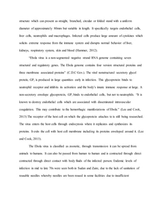 structure which can present as straight, branched, circular or folded stand with a uniform
diameter of approximately 80mm but variable in length. It specifically targets endothelial cells,
liver cells, neutrophils and macrophages. Infected cells produce large amount of cytokines which
solicits extreme response from the immune system and disrupts normal behavior of liver,
kidneys, respiratory system, skin and blood (Hammer, 2012).
“Ebola virus is a non-segmented negative strand RNA genome containing seven
structural and regulatory genes. The Ebola genome contains four version structural proteins and
three membrane associated proteins” (C.D.C Gov.). The viral nonstructural secretory glycol
protein, GP, is produced in large quantities early in infection. This glycoprotein binds to
neutrophil receptor and inhibits its activation and the body’s innate immune response at large. A
non-secretory envelope glycoprotein, GP, binds to endothelial cells, but not to neutrophils. “It is
known to destroy endothelial cells which are associated with disseminated intravascular
coagulation. This may contribute to the hemorrhagic manifestations of Ebola.” (Lee and Cook,
2013) The receptor of the host cell on which the glycoprotein attaches to is still being researched.
The virus enters the host cells through endocytosis where it replicates and synthesizes its
proteins. It exits the cell with host cell membrane including its proteins enveloped around it. (Lee
and Cook, 2013).
The Ebola virus is classified as zoonotic, through transmission it can be spread from
animals to humans. It can also be passed from human to human and is contracted through direct
contracted through direct contact with body fluids of the infected person. Endemic levels of
infection in mid to late 70s were seen both in Sudan and Zaire, due to the lack of sanitation of
reusable needles whereby needles are been reused in some facilities due to insufficient
 