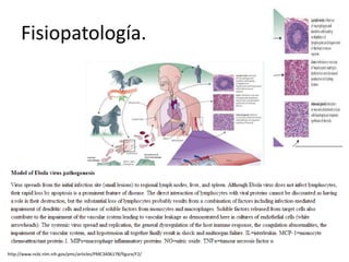 Fisiopatología.
http://www.ncbi.nlm.nih.gov/pmc/articles/PMC3406178/figure/F2/