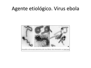 Agente etiológico. Virus ebola