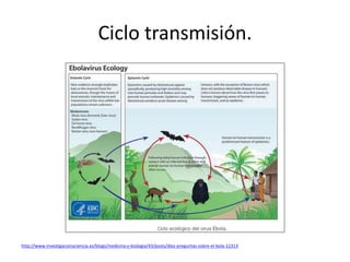 Ciclo transmisión.
http://www.investigacionyciencia.es/blogs/medicina-y-biologia/43/posts/diez-preguntas-sobre-el-bola-12313