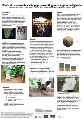 Ebola virus surveillance in pigs presenting for slaughter in Uganda
Christine Atherstone1,2, Silvia Alonso3, Delia Grace3, Michael Ward2, Navneet Dhand2, Siobhan Mor2
Introduction
Why Uganda?
Uganda has experienced five Ebola outbreaks with
human index cases unable to account for their
source of infection.1 Additionally, in the past 30
years the pig population in Uganda has increased
by more than tenfold to meet growing consumer
demand for pork. Recent media coverage has
raised doubts on the safety of pork in urban
markets (see below).
Why pigs?
In 2008, Reston Ebolavirus was isolated from
domestic pigs during a disease investigation in the
Philippines.2 Five people in contact with the sick
pigs, also tested positive for antibodies to Reston
Ebolavirus, indicating likely transmission from pigs
to humans.2
Subsequent to this, domestic pigs were
experimentally infected with Zaire Ebolavirus
confirming that they could shed the virus and
infect other animals, under laboratory
conditions.3,4
In addition to Ebolavirus, pigs have also been
associated with several emerging zoonotic
diseases including Hepatitis E virus,5 Nipah virus,6
Ndumu virus,7 Menangle virus,8 swine influenza
virus9 and Bungowannah virus.10
Objectives
• Determine if pigs in Uganda are infected
with emerging and endemic zoonotic
diseases – Ebolavirus, Henipaviruses,
Hepatitis E virus, Leptospira spp., Coxiella
burnetii and Brucella spp.
1. At what levels?
2. What are the risk factors for
infection in pigs?
• Map pig trading routes, volumes and
practices to identify possible surveillance
and intervention points
Methods
We performed repeated cross-sectional sampling
of pigs presenting for slaughter during months
when previous human Ebola outbreaks occurred in
the country and over holiday periods when pork
consumption increases. Wambizzi abattoir is the
only registered pig slaughterhouse in Uganda and
is a catchment location for pigs from many
districts surrounding Kampala, the capital. This
makes it ideal for collection of a large variety of
samples, from a large geographic area. At least
157 pigs must be sampled at each of the four time
periods, for a total of 628 pigs assuming:
• Ebolavirus prevalence of at least 2%
• Diagnostic sensitivity of 95%
• Diagnostic specificity of 100% and
• Confidence level of 95%
Secondly, to determine effective locations for
implementation of future surveillance and
mitigation measures, pig trader network analysis
to map pig trade volumes and routes is being done
in conjunction with slaughterhouse surveillance.
Results
A total of 6,600 samples were collected from 667
pigs sampled between December 2015 and
October 2016. . Ten (10) samples were taken from
each pig (blood, sera, feces, nasal swab, lung, liver,
kidney, spleen, tracheobronchial lymph node, and
uterus or epididymis) and collection of a
nasopharyngeal flush from pigs with a
temperature of 40⁰ C or greater at time of
slaughter. All samples were stored in duplicate.
Biodata was collected from 658 (98.6%) of the
667 sampled pigs. Seven percent of pigs (n=46)
had a fever (>39.8⁰ C) at the time of sampling,
indicating active infection at the time.
Based on visual inspection, 35% of pigs sampled
were exotic breeds, or improved breeds such as
Landrace and Large White. Thirty-nine percent
were crossbreeds and the remaining 26% were
local breeds, characterized by small body size and
poor growth characteristics.
Females made up 59% of the sampled pigs.
Image: Source Location of pigs sampled
Source location was collected for 76.4% of pigs
sampled (n=510) to at least district level. 71%
(n=360) of pigs were from the Central region,
followed by 22% (n=112) from the Eastern region,
5% (n=24) from the Western region and the
remaining 3% (n=14) from the North.
Coxiella burnetii, pathogenic Leptospira spp.,
Brucella abortus and Brucella melintensis were
detected by real-time PCR. All other laboratory
analysis is ongoing.Affiliations and Partners
1 International Livestock Research Institute, Kampala, Uganda
2 Faculty of Veterinary Science, School of Environmental and Life
Sciences, The University of Sydney, Australia
3 International Livestock Research Institute, Nairobi, Kenya
References
1 Atherstone, C., et al. (2015). Assessing the Potential Role of Pigs in the Epidemiology of Ebola Virus in Uganda. Transboundary and Emerging Diseases.
2 Barrette, R. W., et al. (2009). Discovery of swine as a host for the Reston ebolavirus. Science, 325(5937), 204-206
3 Kobinger, G. P., et al. (2011). Replication, pathogenicity, shedding, and transmission of Zaire ebolavirus in pigs. Journal of Infectious Diseases, jir077.
4 Weingartl, H. M., et al. (2012). Transmission of Ebola virus from pigs to non-human primates. Scientific reports, 2.
5 Liu, X., et al. (2015). Seroprevalence and molecular characteristics of hepatitis E virus in household-raised pig population in the Philippines. BMC veterinary
research, 11(1), 1.
6 Mohd, N. M., et al. (2000). Nipah virus infection of pigs in peninsular Malaysia. Revue scientifique et technique (International Office of Epizootics), 19(1),
160-165.
7 Masembe, C., et al. (2012). Viral metagenomics demonstrates that domestic pigs are a potential reservoir for Ndumu virus. Virology journal, 9(1), 1.
8 Bowden, T. R., et al. (2001). Molecular characterization of Menangle virus, a novel paramyxovirus which infects pigs, fruit bats, and humans. Virology,
283(2), 358-373.
9 Myers, K. P., et al. (2007). Cases of swine influenza in humans: a review of the literature. Clinical infectious diseases, 44(8), 1084-1088.
10 Kirkland, P. D., et al. (2007). Identification of a novel virus in pigs—Bungowannah virus: a possible new species of pestivirus. Virus research, 129(1), 26-34.
 