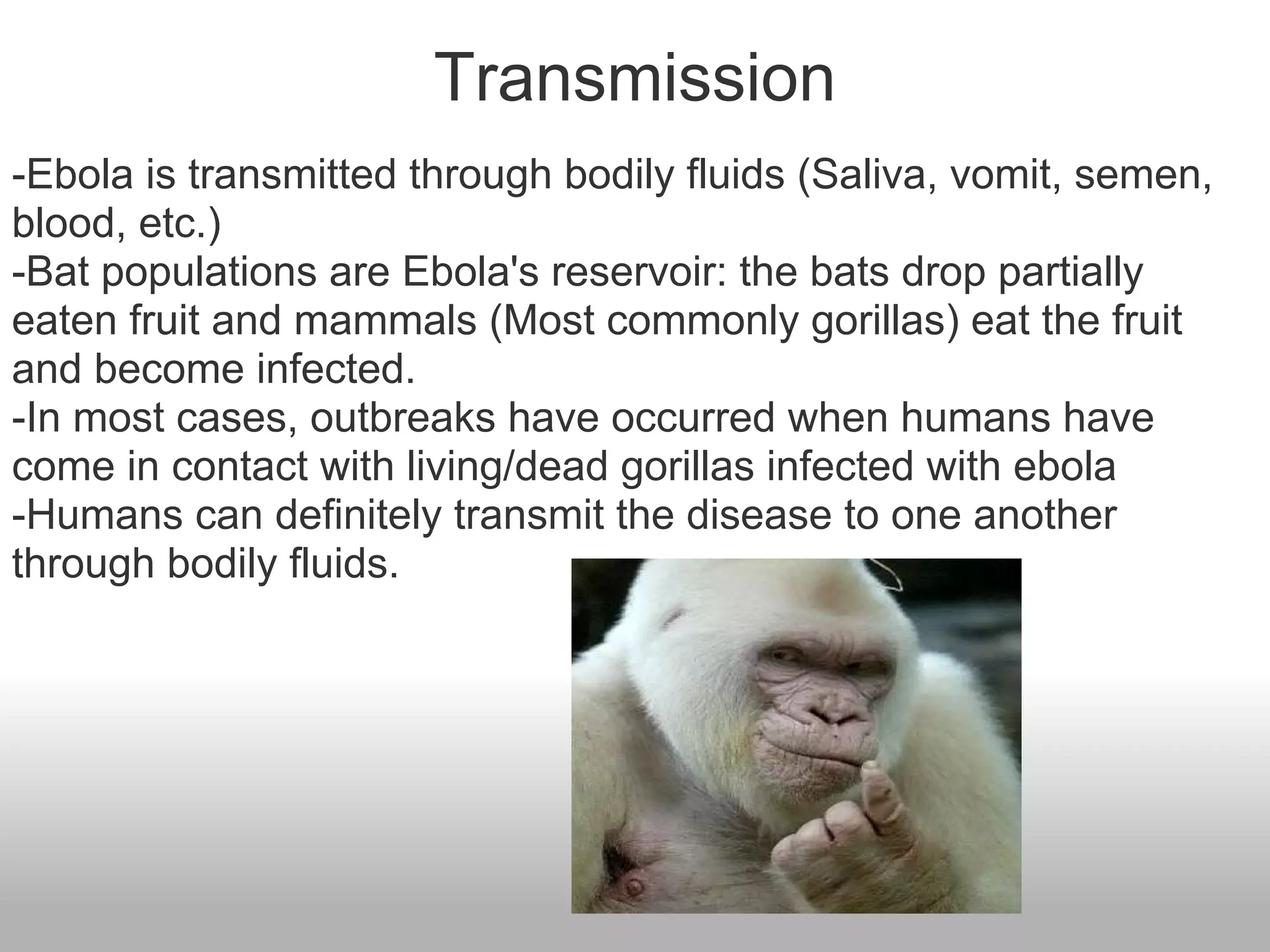 Transmission
-Ebola is transmitted through bodily fluids (Saliva, vomit, semen,
blood, etc.)
-Bat populations are Ebola's reservoir: the bats drop partially
eaten fruit and mammals (Most commonly gorillas) eat the fruit
and become infected.
-In most cases, outbreaks have occurred when humans have
come in contact with living/dead gorillas infected with ebola
-Humans can definitely transmit the disease to one another
through bodily fluids.
 