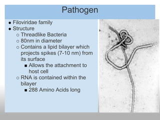 Pathogen
Filoviridae family
Structure
    Threadlike Bacteria
    80nm in diameter
    Contains a lipid bilayer which
    projects spikes (7-10 nm) from
    its surface
        Allows the attachment to
        host cell
    RNA is contained within the
    bilayer
        288 Amino Acids long
 
