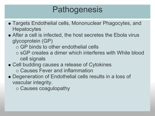 Pathogenesis
Targets Endothelial cells, Mononuclear Phagocytes, and
Hepatocytes
After a cell is infected, the host secretes the Ebola virus
glycoprotein (GP)
    GP binds to other endothelial cells
    sGP creates a dimer which interferes with White blood
    cell signals
Cell budding causes a release of Cytokines
    Causes Fever and inflammation
Degeneration of Endothelial cells results in a loss of
vascular integrity.
    Causes coagulopathy
 