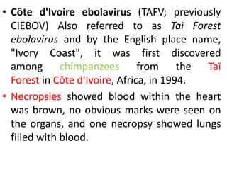 • Côte d'Ivoire ebolavirus (TAFV; previously
CIEBOV) Also referred to as Taï Forest
ebolavirus and by the English place name,
"Ivory Coast", it was first discovered
among chimpanzees from the Taï
Forest in Côte d'Ivoire, Africa, in 1994.
• Necropsies showed blood within the heart
was brown, no obvious marks were seen on
the organs, and one necropsy showed lungs
filled with blood.
 