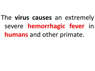 The virus causes an extremely
severe hemorrhagic fever in
humans and other primate.
 