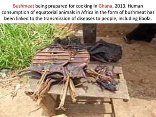 Bushmeat being prepared for cooking in Ghana, 2013. Human
consumption of equatorial animals in Africa in the form of bushmeat has
been linked to the transmission of diseases to people, including Ebola.
 