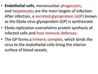 • Endothelial cells, mononuclear phagocytes,
and hepatocytes are the main targets of infection.
After infection, a secreted glycoprotein (sGP) known
as the Ebola virus glycoprotein (GP) is synthesized.
• Ebola replication overwhelms protein synthesis of
infected cells and host immune defenses.
• The GP forms a trimeric complex, which binds the
virus to the endothelial cells lining the interior
surface of blood vessels.
 