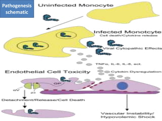 Pathogenesis
schematic
 