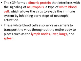 • The sGP forms a dimeric protein that interferes with
the signaling of neutrophils, a type of white blood
cell, which allows the virus to evade the immune
system by inhibiting early steps of neutrophil
activation.
• These white blood cells also serve as carriers to
transport the virus throughout the entire body to
places such as the lymph nodes, liver, lungs, and
spleen.
 