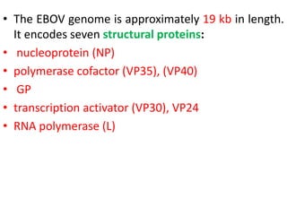 • The EBOV genome is approximately 19 kb in length.
It encodes seven structural proteins:
• nucleoprotein (NP)
• polymerase cofactor (VP35), (VP40)
• GP
• transcription activator (VP30), VP24
• RNA polymerase (L)
 
