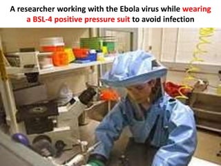A researcher working with the Ebola virus while wearing
a BSL-4 positive pressure suit to avoid infection
 