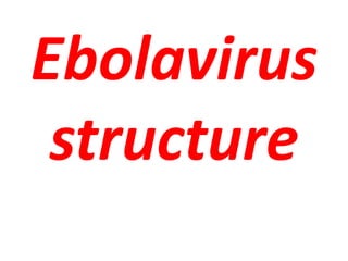 Ebolavirus
structure
 