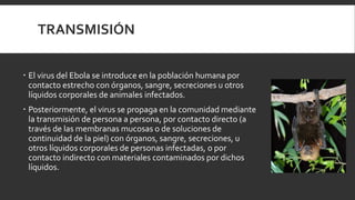 TRANSMISIÓN
 El virus del Ebola se introduce en la población humana por
contacto estrecho con órganos, sangre, secreciones u otros
líquidos corporales de animales infectados.
 Posteriormente, el virus se propaga en la comunidad mediante
la transmisión de persona a persona, por contacto directo (a
través de las membranas mucosas o de soluciones de
continuidad de la piel) con órganos, sangre, secreciones, u
otros líquidos corporales de personas infectadas, o por
contacto indirecto con materiales contaminados por dichos
líquidos.
 