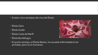  Existen cinco serotipos del virus del Ébola:
 Ébola-Zaire
 Ébola-Sudán
 Ébola-Costa de Marfil
 Ébola-Bundibugyo.
 El quinto serotipo, el Ébola-Reston, ha causado enfermedad en los
primates, pero no en humanos.
 
