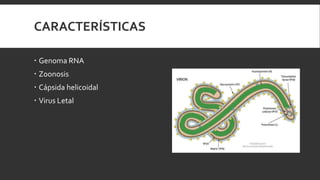 CARACTERÍSTICAS
 Genoma RNA
 Zoonosis
 Cápsida helicoidal
 Virus Letal
 