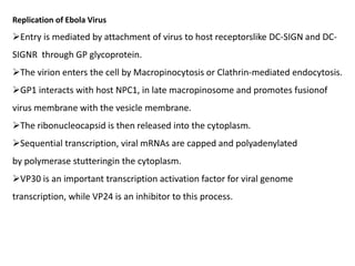 Replication of Ebola Virus
Entry is mediated by attachment of virus to host receptorslike DC-SIGN and DC-
SIGNR through GP glycoprotein.
The virion enters the cell by Macropinocytosis or Clathrin-mediated endocytosis.
GP1 interacts with host NPC1, in late macropinosome and promotes fusionof
virus membrane with the vesicle membrane.
The ribonucleocapsid is then released into the cytoplasm.
Sequential transcription, viral mRNAs are capped and polyadenylated
by polymerase stutteringin the cytoplasm.
VP30 is an important transcription activation factor for viral genome
transcription, while VP24 is an inhibitor to this process.
 