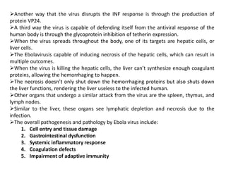 Another way that the virus disrupts the INF response is through the production of
protein VP24.
A third way the virus is capable of defending itself from the antiviral response of the
human body is through the glycoprotein inhibition of tetherin expression.
When the virus spreads throughout the body, one of its targets are hepatic cells, or
liver cells.
The Ebolavirusis capable of inducing necrosis of the hepatic cells, which can result in
multiple outcomes.
When the virus is killing the hepatic cells, the liver can’t synthesize enough coagulant
proteins, allowing the hemorrhaging to happen.
The necrosis doesn’t only shut down the hemorrhaging proteins but also shuts down
the liver functions, rendering the liver useless to the infected human.
Other organs that undergo a similar attack from the virus are the spleen, thymus, and
lymph nodes.
Similar to the liver, these organs see lymphatic depletion and necrosis due to the
infection.
The overall pathogenesis and pathology by Ebola virus include:
1. Cell entry and tissue damage
2. Gastrointestinal dysfunction
3. Systemic inflammatory response
4. Coagulation defects
5. Impairment of adaptive immunity
 