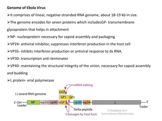Genome of Ebola Virus
It comprises of linear, negative-stranded RNA genome, about 18-19 kb in size.
The genome encodes for seven proteins which includesGP- transmembrane
glycoprotein that helps in attachment
NP- nucleoprotein necessary for capsid assembly and packaging
VP24- antiviral inhibitor, suppresses interferon production in the host cell
VP35- inhibits interferon production or antiviral response to ds RNA.
VP30- transcription anti-terminator
VP40- maintaining the structural integrity of the virion, necessary for capsid assembly
and budding
L protein- viral polymerase
 
