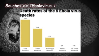 Souches de l’Ebolavirus :
 