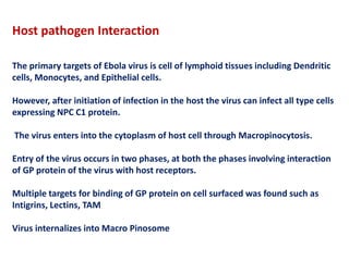 Host pathogen Interaction
The primary targets of Ebola virus is cell of lymphoid tissues including Dendritic
cells, Monocytes, and Epithelial cells.
However, after initiation of infection in the host the virus can infect all type cells
expressing NPC C1 protein.
The virus enters into the cytoplasm of host cell through Macropinocytosis.
Entry of the virus occurs in two phases, at both the phases involving interaction
of GP protein of the virus with host receptors.
Multiple targets for binding of GP protein on cell surfaced was found such as
Intigrins, Lectins, TAM
Virus internalizes into Macro Pinosome
 