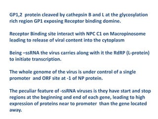 GP1,2 protein cleaved by cathepsin B and L at the glycosylation
rich region GP1 exposing Receptor binding domine.
Receptor Binding site interact with NPC C1 on Macropinosome
leading to release of viral content into the cytoplasm
Being –ssRNA the virus carries along with it the RdRP (L-protein)
to initiate transcription.
The whole genome of the virus is under control of a single
promoter and ORF site at -1 of NP protein.
The peculiar feature of -ssRNA viruses is they have start and stop
regions at the beginning and end of each gene, leading to high
expression of proteins near to promoter than the gene located
away.
 