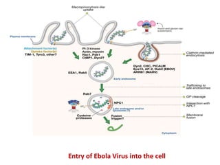 Entry of Ebola Virus into the cell
 