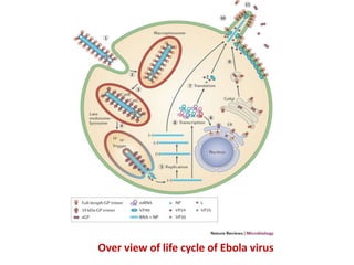 Over view of life cycle of Ebola virus
 