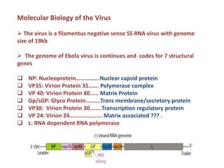 Molecular Biology of the Virus
 The virus is a filamentus negative sense SS RNA virus with genome
size of 19kb
 The genome of Ebola virus is continues and codes for 7 structural
genes
 NP: Nucleoprotein…………….Nuclear capsid protein
 VP35: Virion Protein 35……. Polymerase complex
 VP 40: Virion Protein 40…… Matrix Protein
 Gp/sGP: Glyco Protein……….Trans membrane/secretory protein
 VP30: Virion Protein 30……..Transcription regulatory protein
 VP 24: Virion 24…………………. Matrix associated ??? .
 L: RNA dependent RNA polymerase
 