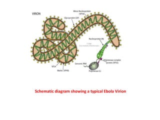 Schematic diagram showing a typical Ebola Virion
 