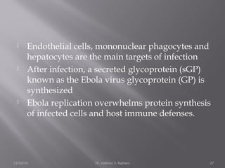  Endothelial cells, mononuclear phagocytes and 
hepatocytes are the main targets of infection 
 After infection, a secreted glycoprotein (sGP) 
known as the Ebola virus glycoprotein (GP) is 
synthesized 
 Ebola replication overwhelms protein synthesis 
of infected cells and host immune defenses. 
11/02/14 Dr. Vaibhav V. Rajhans 27 
 