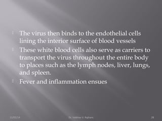  The virus then binds to the endothelial cells 
lining the interior surface of blood vessels 
 These white blood cells also serve as carriers to 
transport the virus throughout the entire body 
to places such as the lymph nodes, liver, lungs, 
and spleen. 
 Fever and inflammation ensues 
11/02/14 Dr. Vaibhav V. Rajhans 28 
 