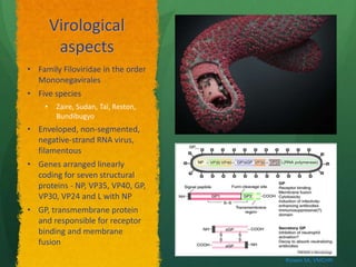 Virological 
aspects 
• Family Filoviridae in the order 
Mononegavirales 
• Five species 
• Zaire, Sudan, Taï, Reston, 
Bundibugyo 
• Enveloped, non-segmented, 
negative-strand RNA virus, 
filamentous 
• Genes arranged linearly 
coding for seven structural 
proteins - NP, VP35, VP40, GP, 
VP30, VP24 and L with NP 
• GP, transmembrane protein 
and responsible for receptor 
binding and membrane 
fusion 
Rizwan SA, VMCHRI 
 