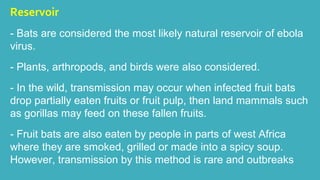 Reservoir 
- Bats are considered the most likely natural reservoir of ebola 
virus. 
- Plants, arthropods, and birds were also considered. 
- In the wild, transmission may occur when infected fruit bats 
drop partially eaten fruits or fruit pulp, then land mammals such 
as gorillas may feed on these fallen fruits. 
- Fruit bats are also eaten by people in parts of west Africa 
where they are smoked, grilled or made into a spicy soup. 
However, transmission by this method is rare and outbreaks 
 
